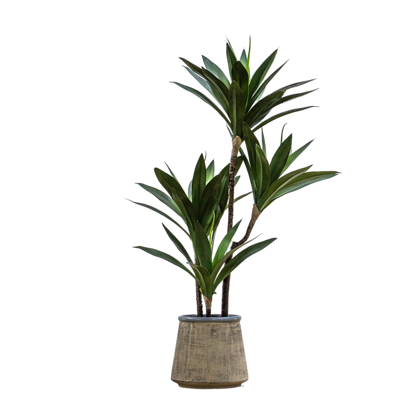 Potted Yucca Green H650mm Inc Ceramic Pot
