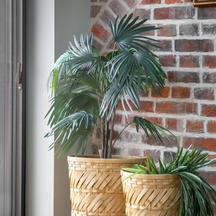 Chinese Fan Palm H1170mm