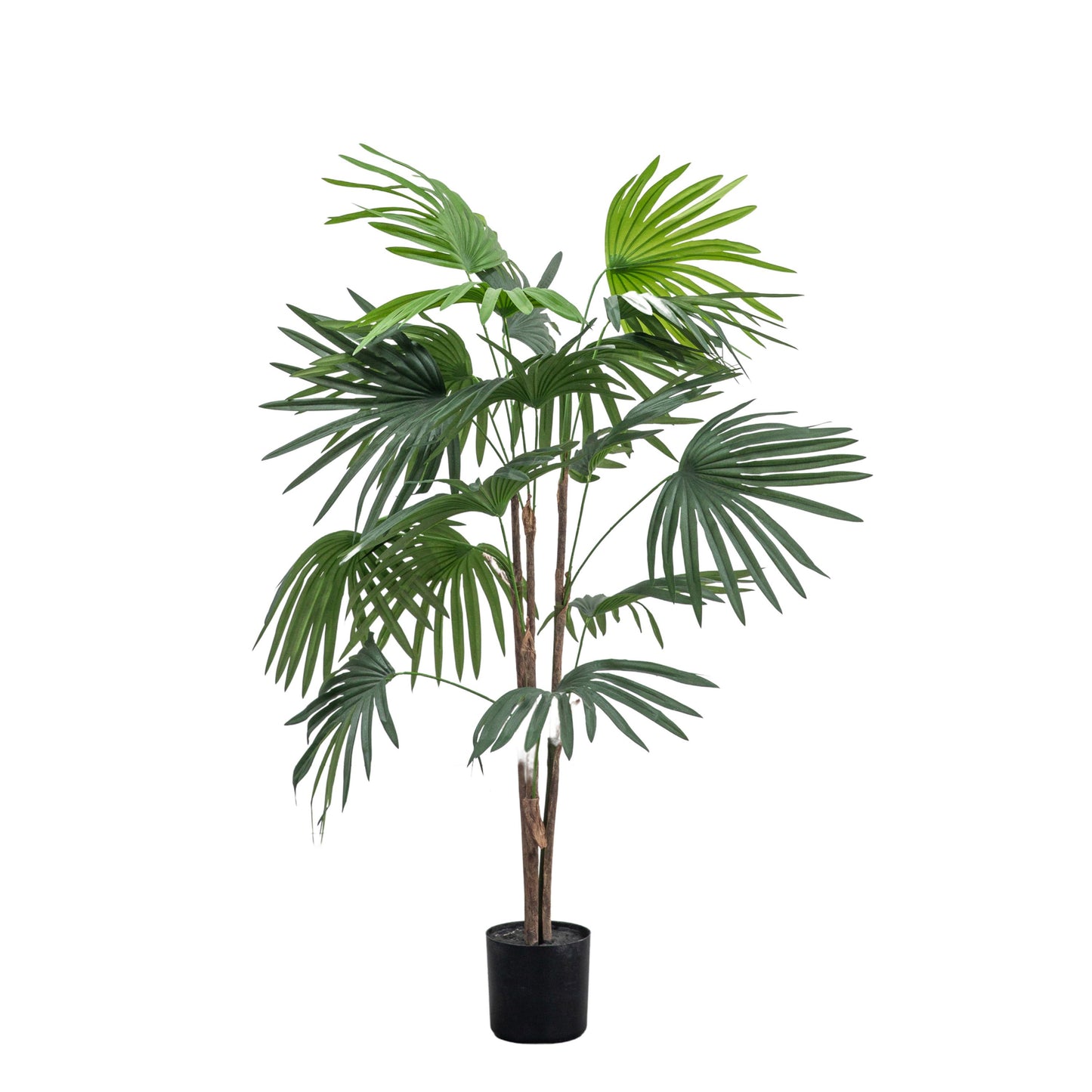 Chinese Fan Palm H1170mm