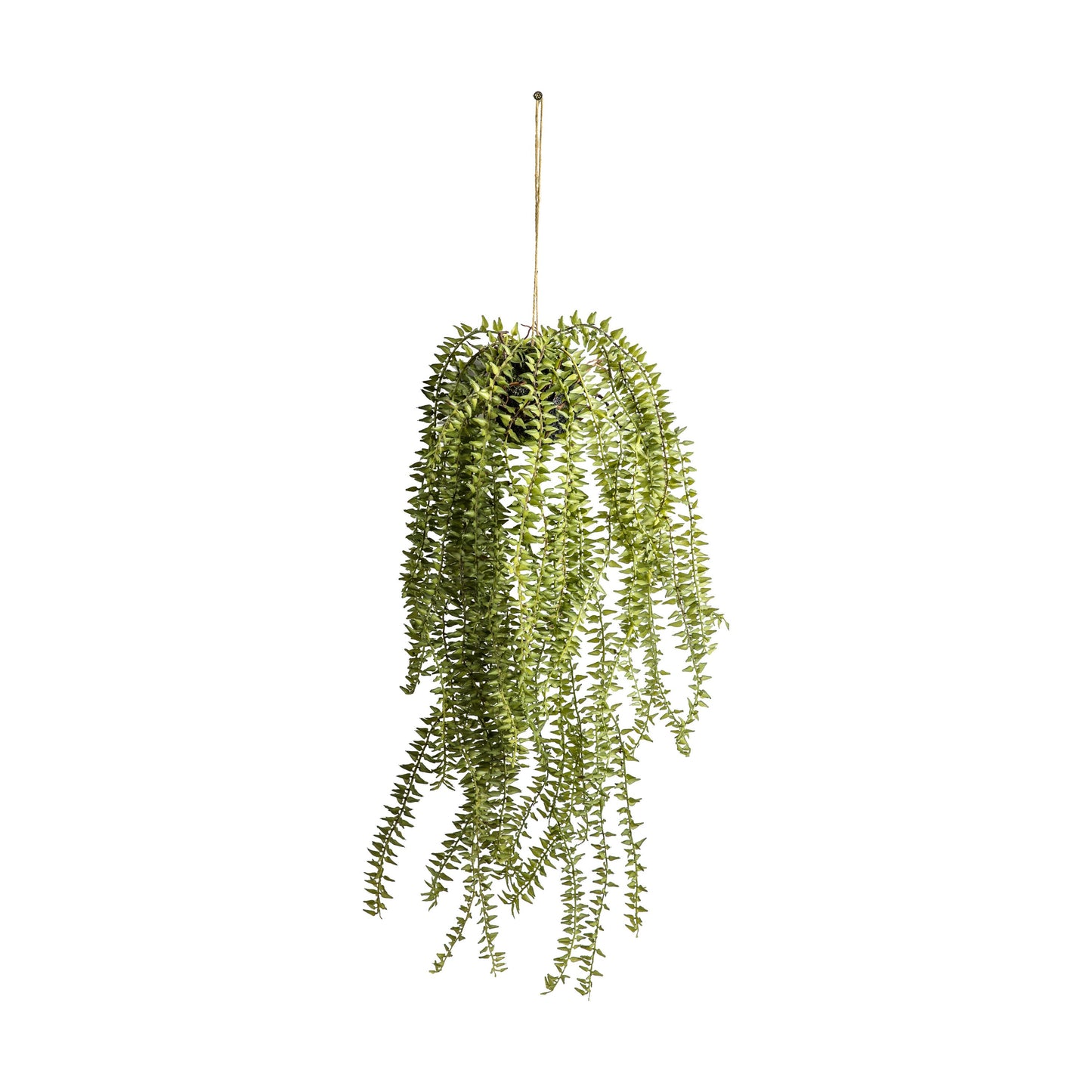 Hanging Cactus Horsetail - 58cm Length