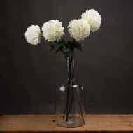 Large white Chrysanthemum